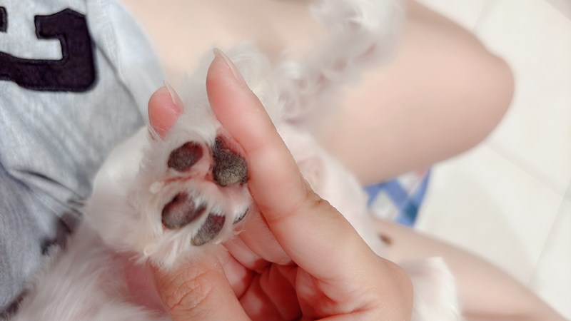 女人知己試用大隊,口碑行銷,部落客行銷,Goodmofamily歸毛家族 寵物肌膚救星組,歸毛家族 寵物肌膚救星,舒敏保濕洗毛乳,護膚噴液,精萃營養霜,博士30年生技專業,給足皮膚營養保護力,無抗生素 無類固醇,神經醯胺,19種綜合胺基酸,榮獲SNQ國家認證,上萬毛爸媽見證,3週幫助皮膚健康,NO.1寵物肌膚口碑霸主,寵物第一護膚領導品牌